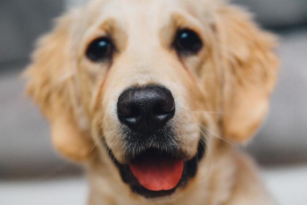 golden retreiver dog pet animals nose golden retreiver dog pet animals nose