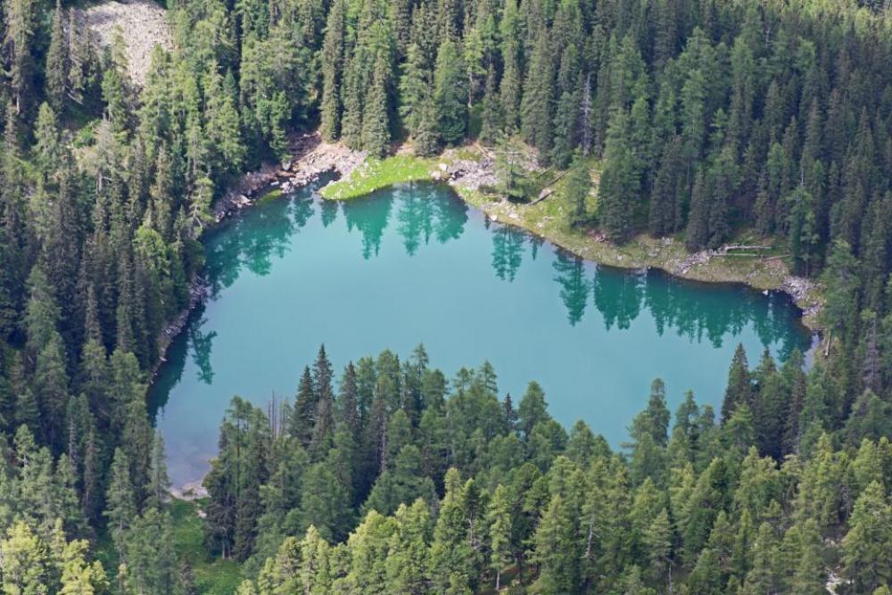 aerial view green plants trees aerial view green plants trees