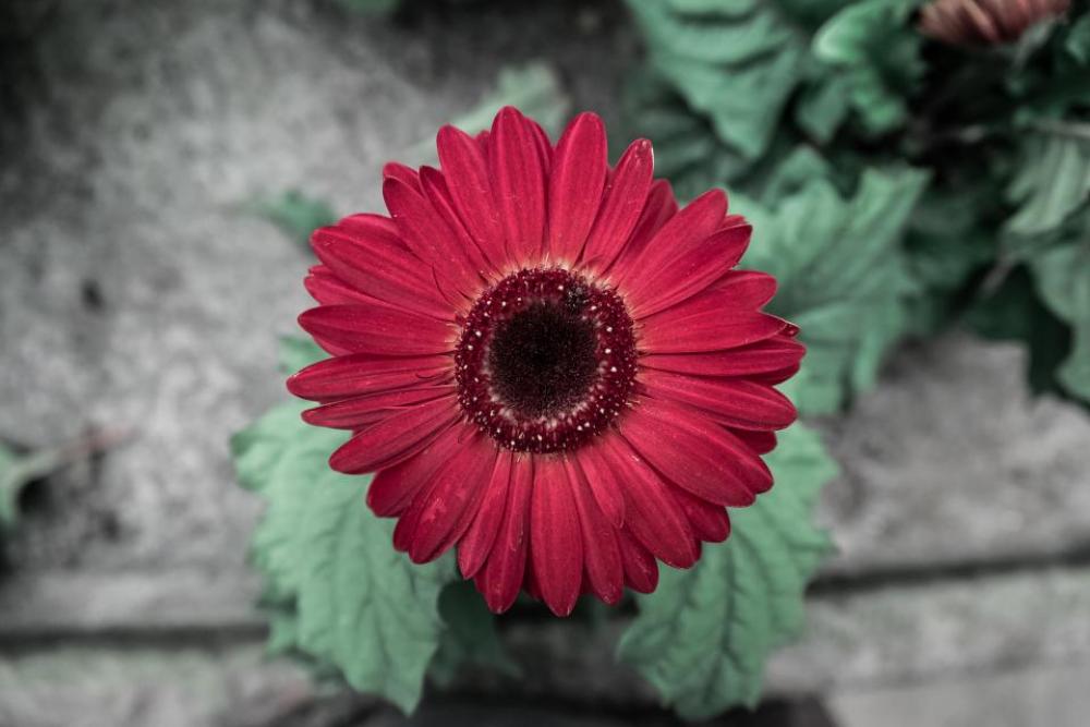 flowers nature blossoms leaves petals flowers nature blossoms leaves petals