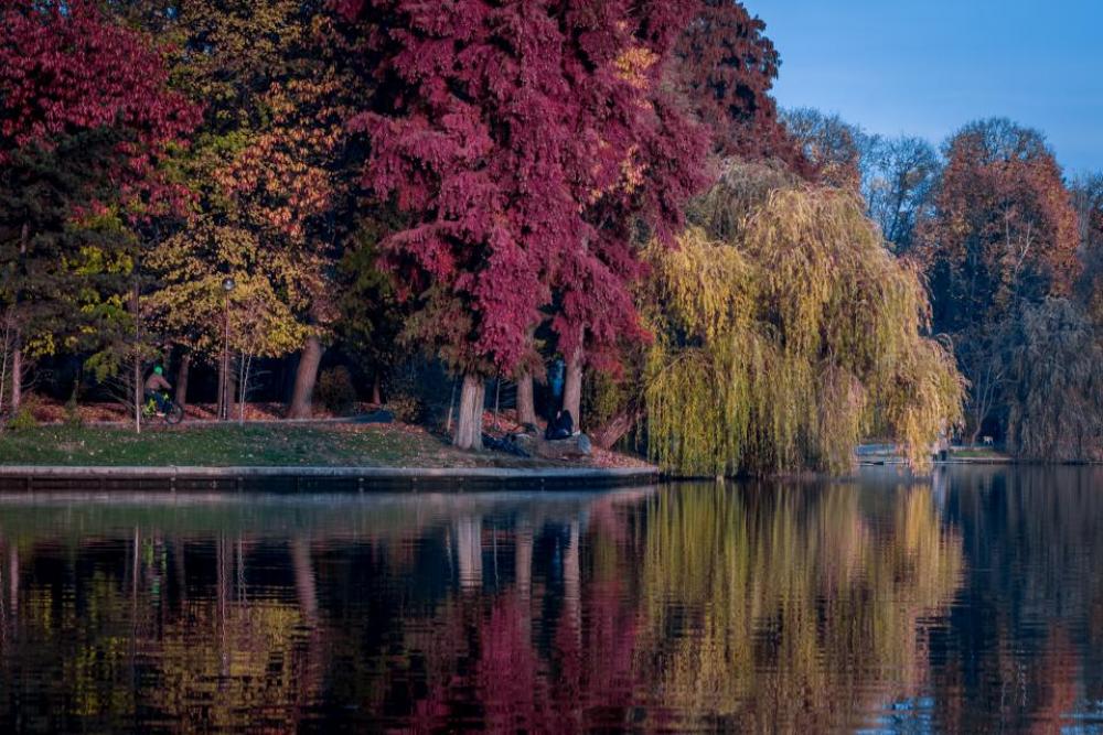 trees plants nature forest autumn trees plants nature forest autumn