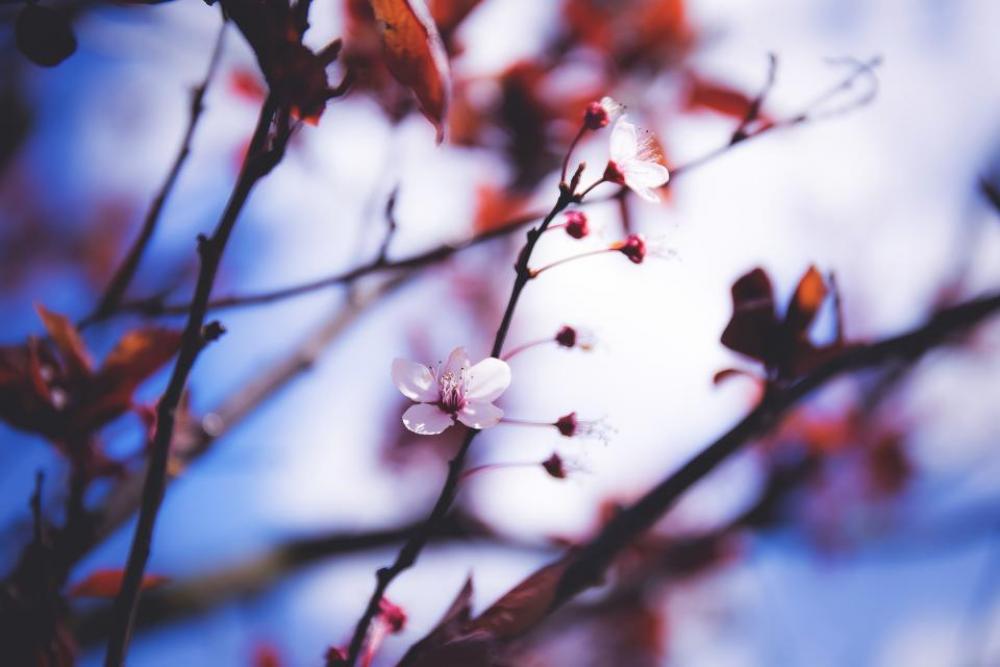 trees blossoms flowers branches nature trees blossoms flowers branches nature