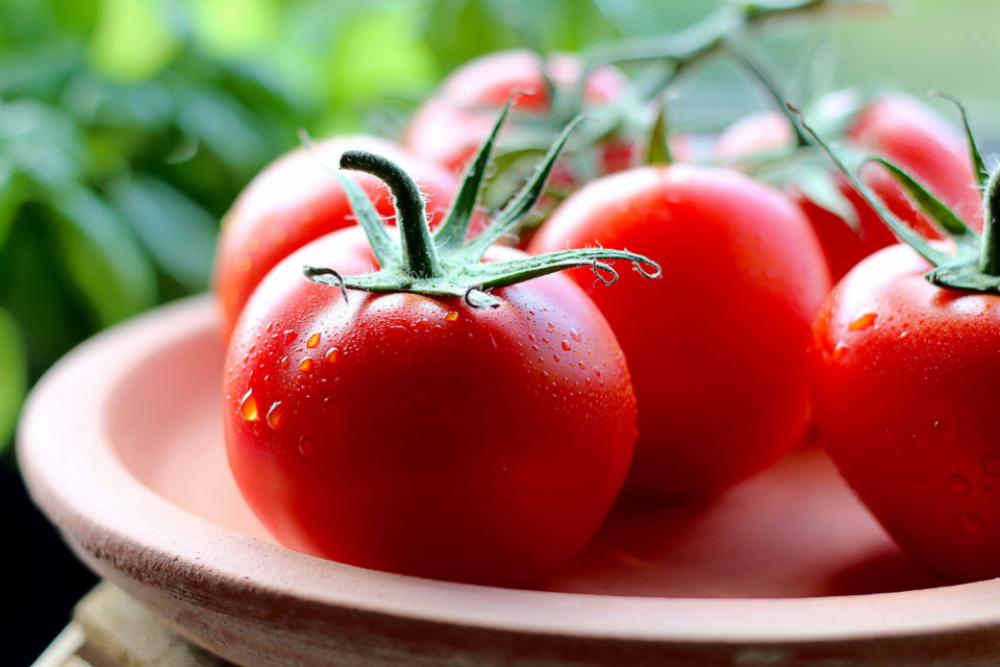wet tomatoes plate fresh red wet tomatoes plate fresh red