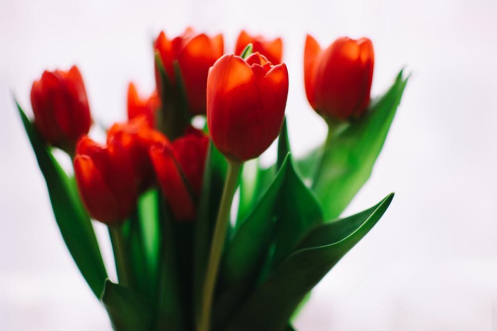 red orange tulips flowers fauna red orange tulips flowers fauna