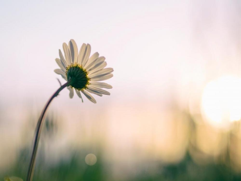 white flower bloom blossoms nature white flower bloom blossoms nature