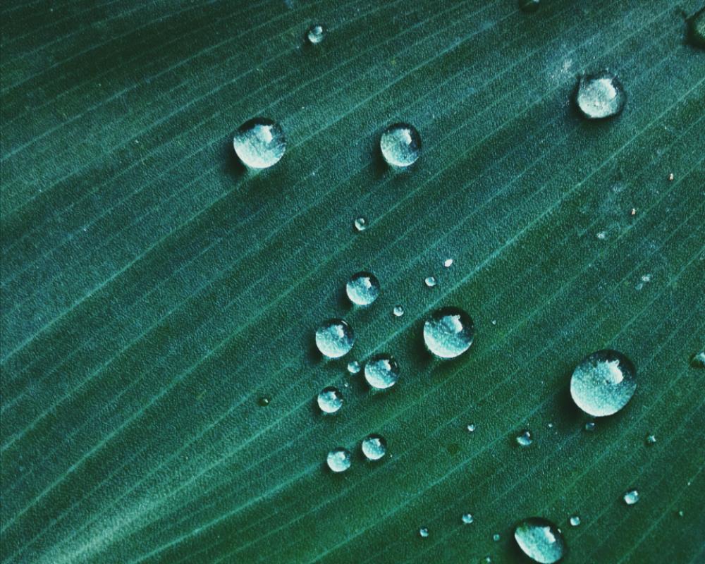 rain drops leaf raindrop leaves rain drops leaf raindrop leaves