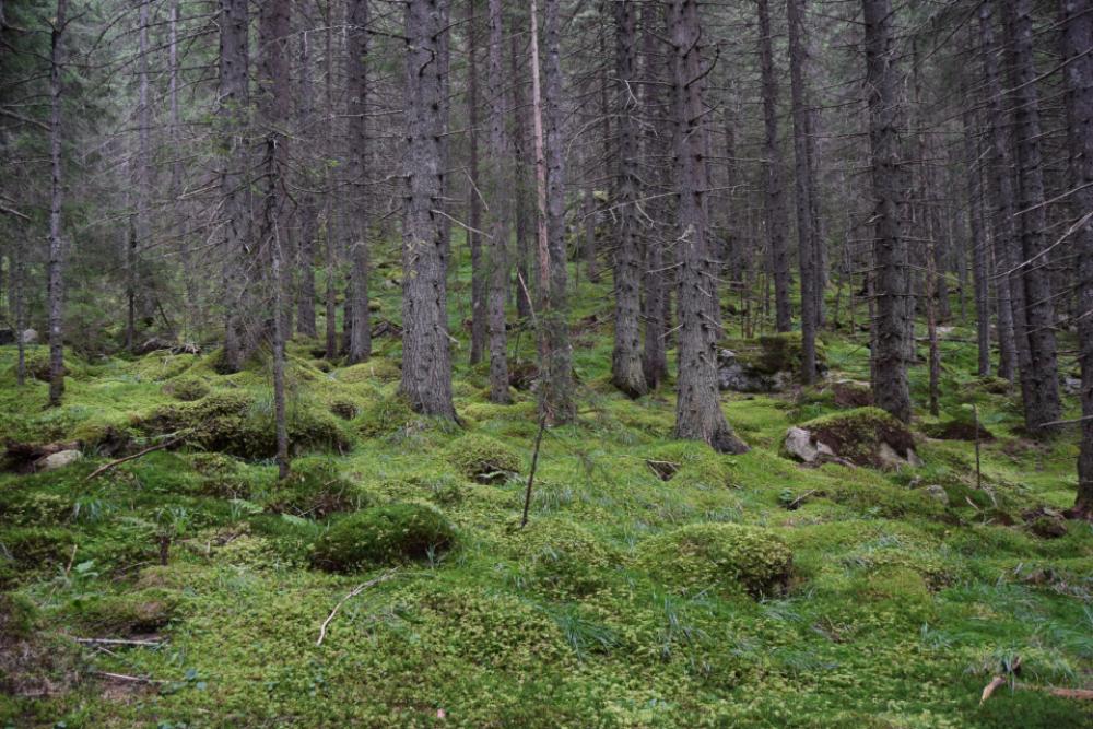lush forest trees nature outdoors lush forest trees nature outdoors