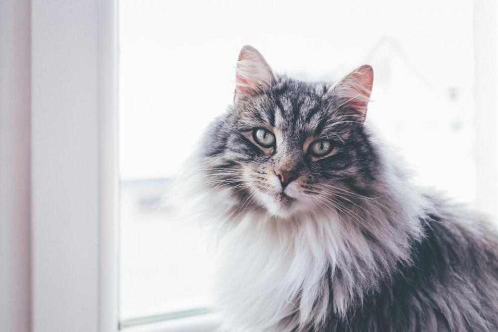 cat animal pet fur pane cat animal pet fur pane