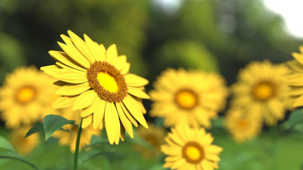flowers nature blossoms branches stems flowers nature blossoms branches stems