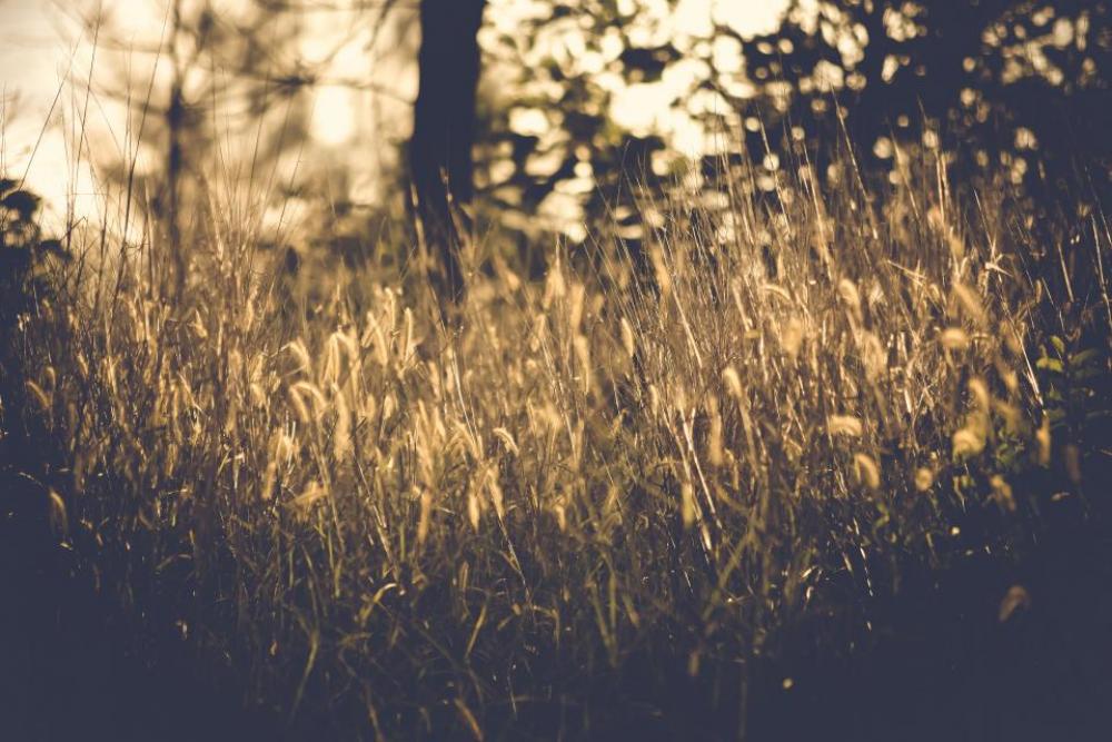 grass blur outdoor nature plant grass blur outdoor nature plant