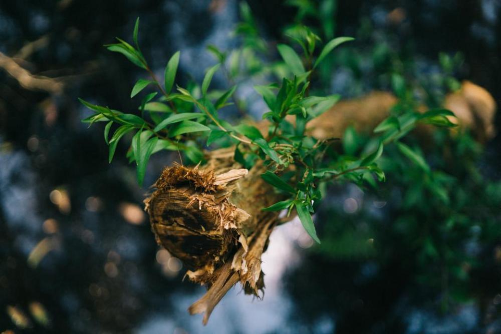 wood branch tree green leaf wood branch tree green leaf