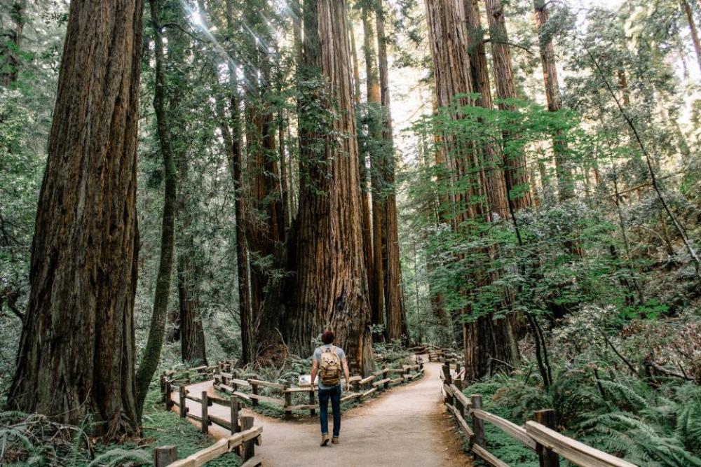 guy man people trees forest guy man people trees forest