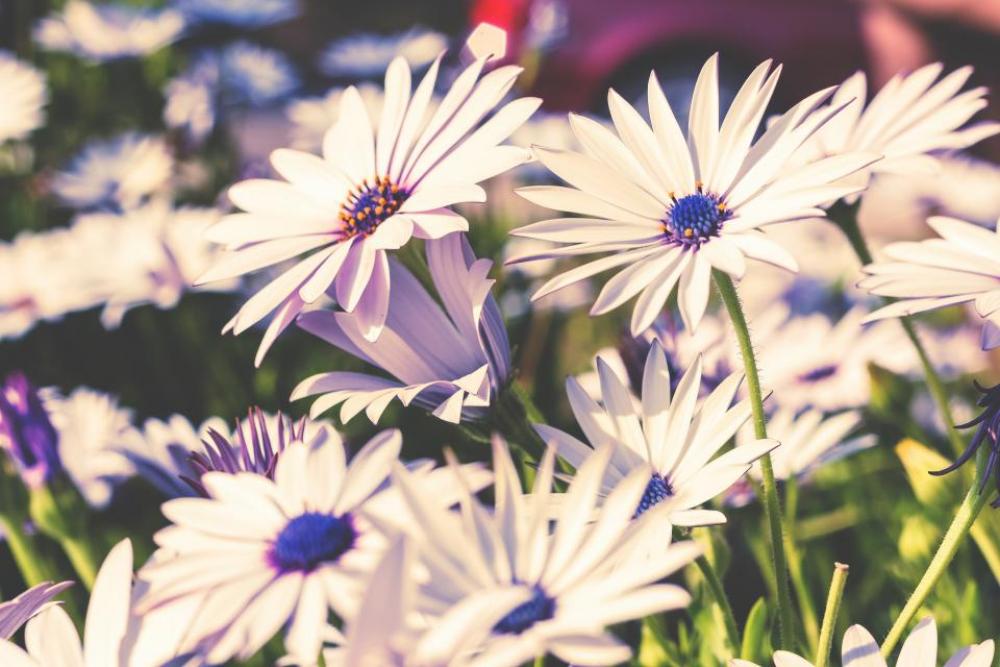 flowers nature blossoms field bed flowers nature blossoms field bed