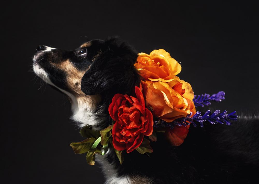 A Black And Tan Dog With A Flower Necklace Photo A Black And Tan Dog With A Flower Necklace Photo