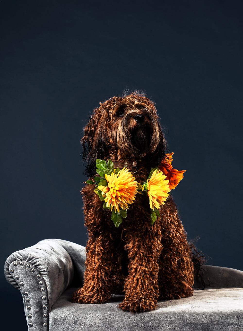 A Curly Furry Brown-Haired Dog Photo A Curly Furry Brown-Haired Dog Photo