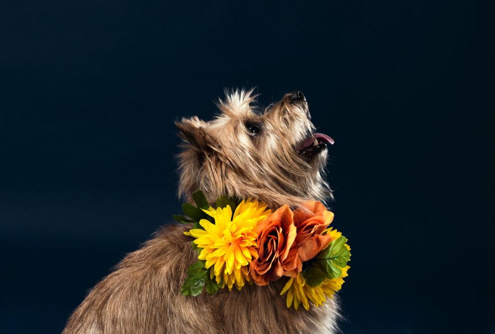 A Sandy Dog With Summer Flowers Around His Neck Photo A Sandy Dog With Summer Flowers Around His Neck Photo