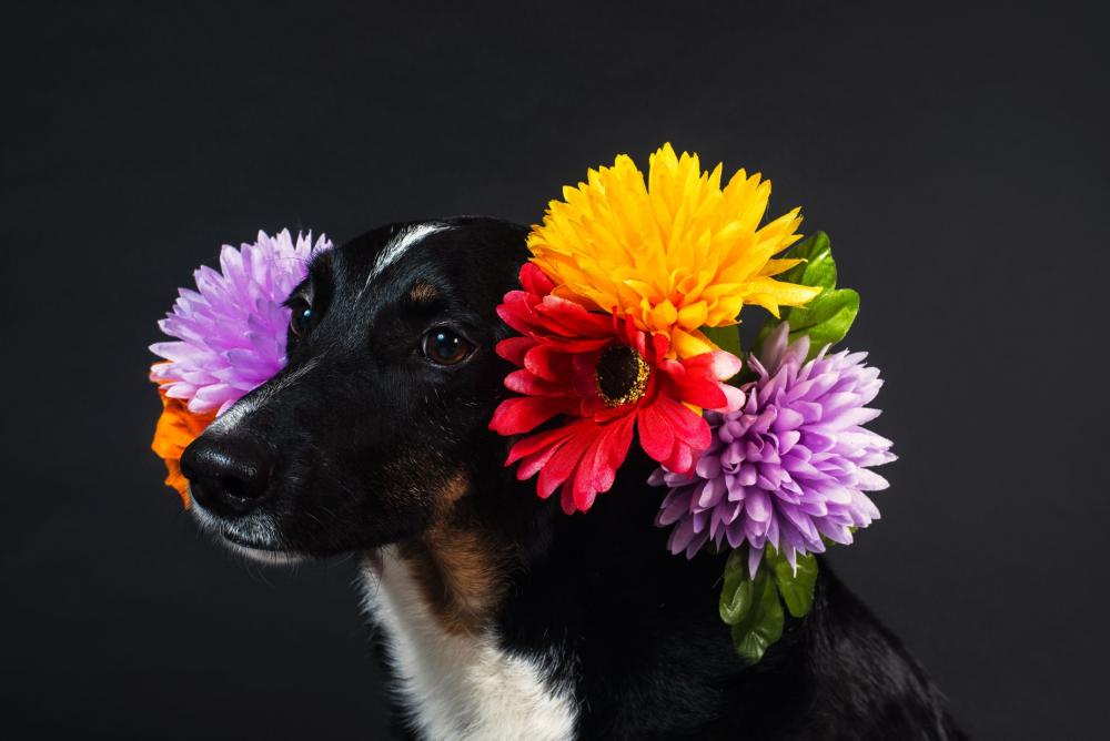 An Explosion Of Flowers Around This Dog's Face Photo An Explosion Of Flowers Around This Dog's Face Photo