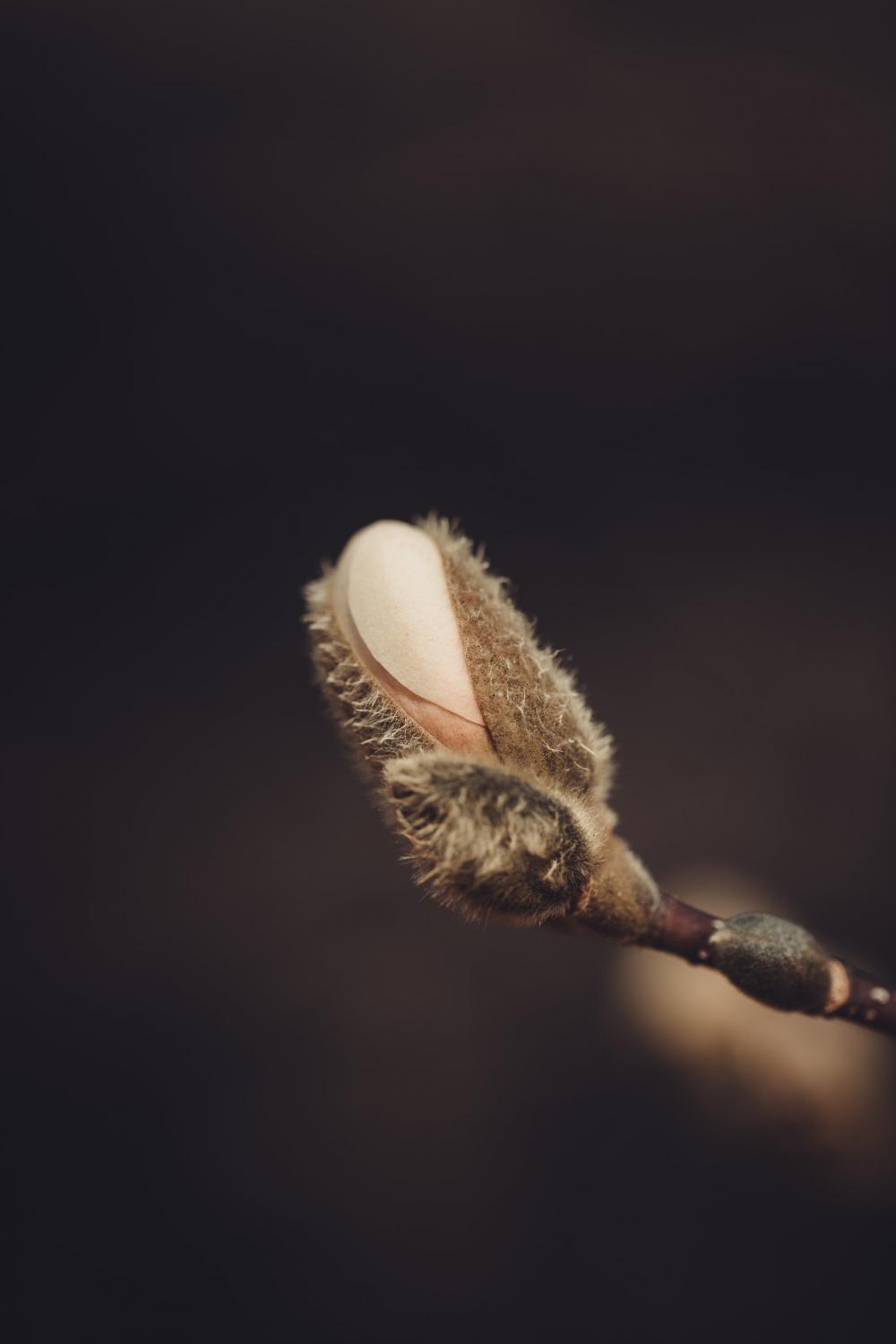 Blooming Magnolia Bud Photo Blooming Magnolia Bud Photo