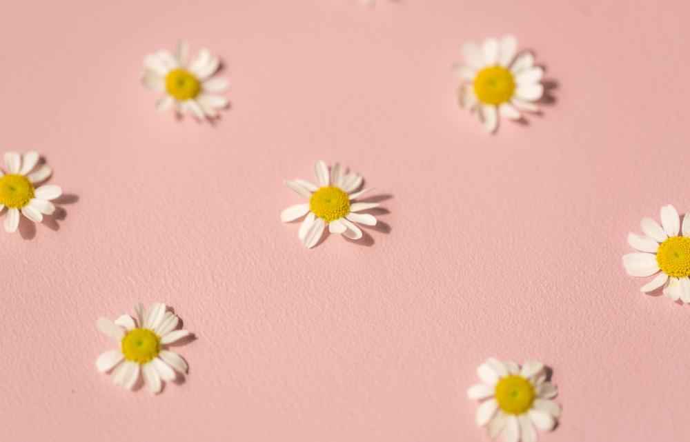 Daisies On Pink Photo Daisies On Pink Photo