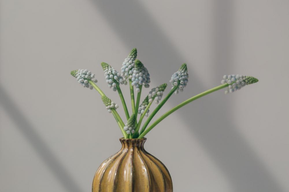 Grape Hyacinths In Vase Photo Grape Hyacinths In Vase Photo