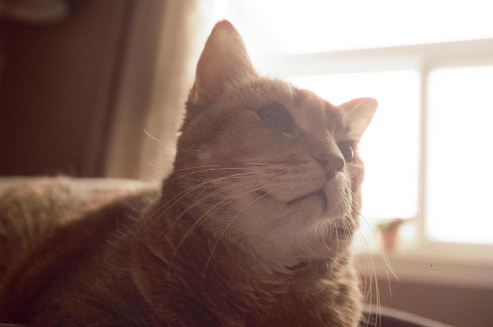 Happy Ginger Cat Photo Happy Ginger Cat Photo