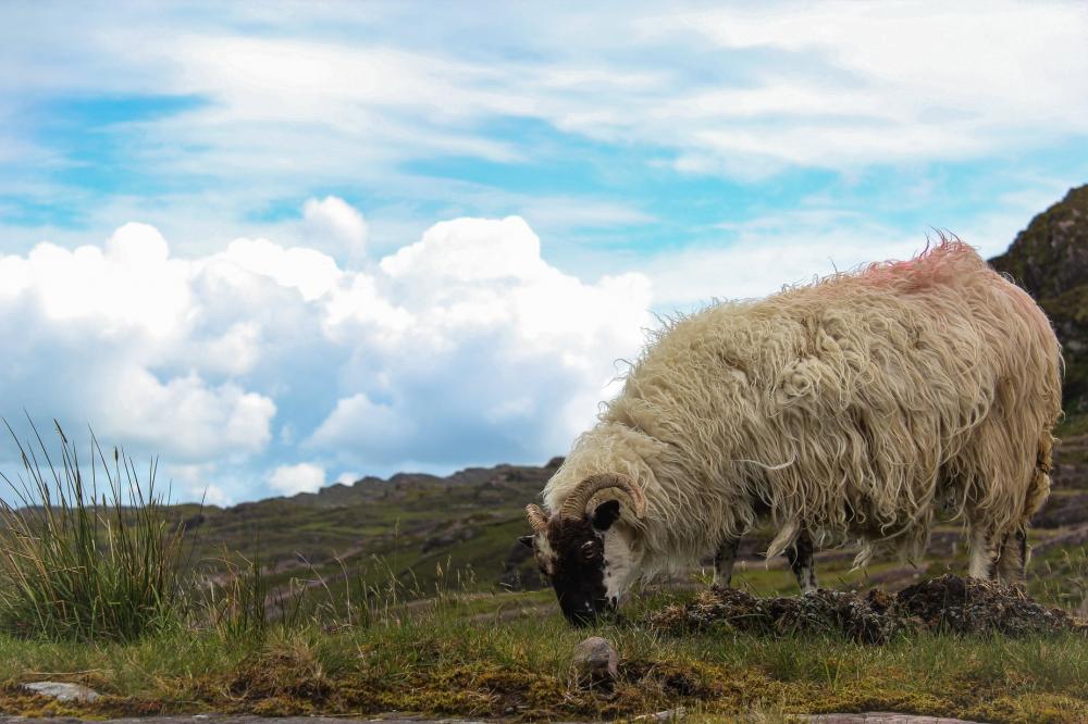 Irish Sheep Grazes Photo Irish Sheep Grazes Photo