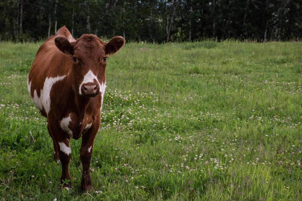 Lonely Cow Photo Lonely Cow Photo