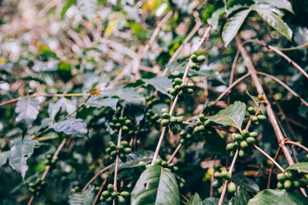 Lush Branches Of Tropical Plant Loaded With Fruit Photo Lush Branches Of Tropical Plant Loaded With Fruit Photo