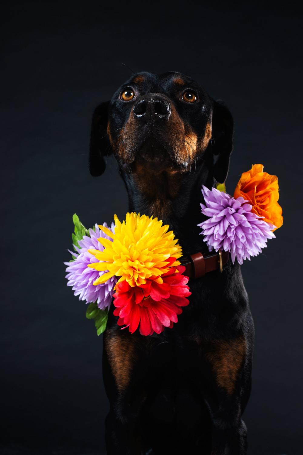More Flowers In My Collar Photo More Flowers In My Collar Photo