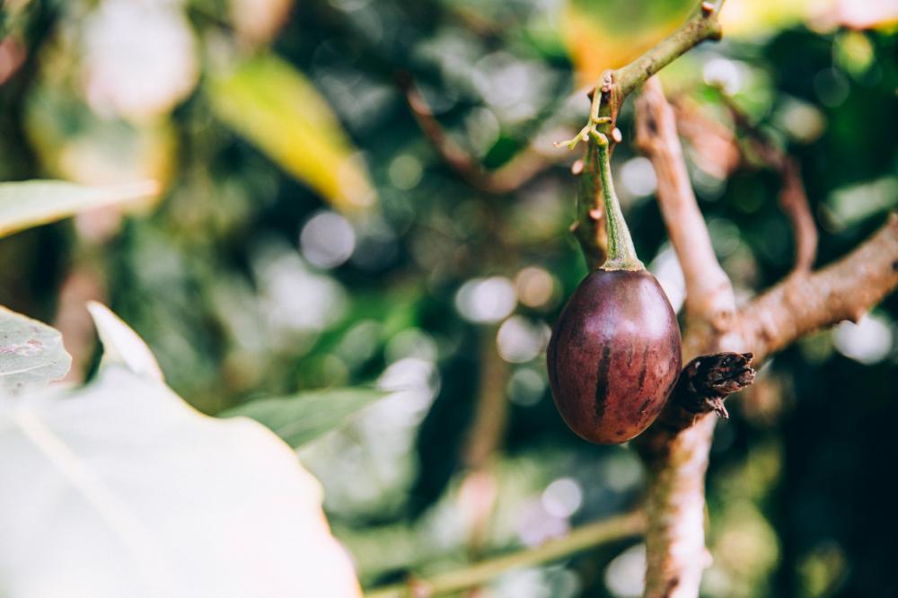 Single Piece Of Fruit Hangs From Tropical Tree Branch Photo Single Piece Of Fruit Hangs From Tropical Tree Branch Photo