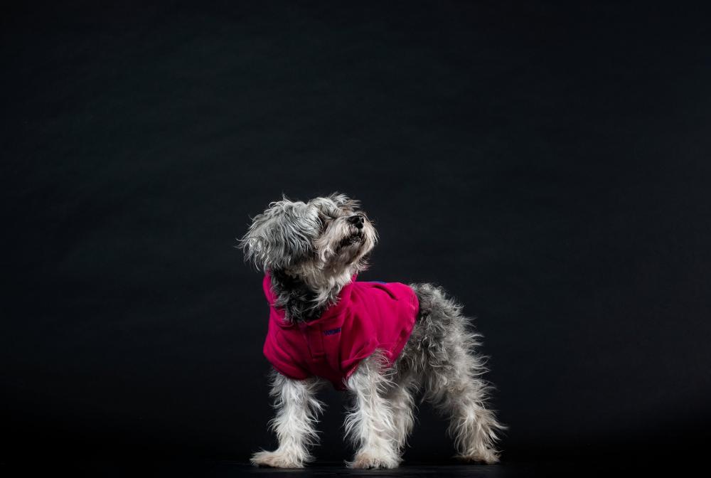 The Majestic Terrier Photo The Majestic Terrier Photo