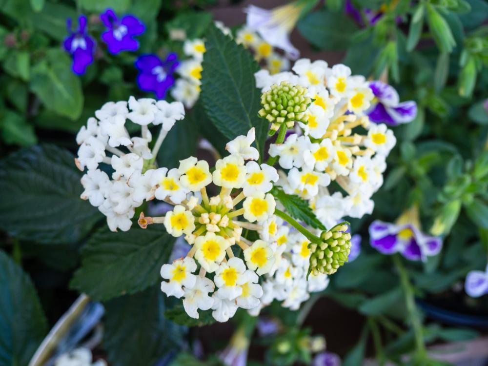Yellow and White Flowers Yellow and White Flowers