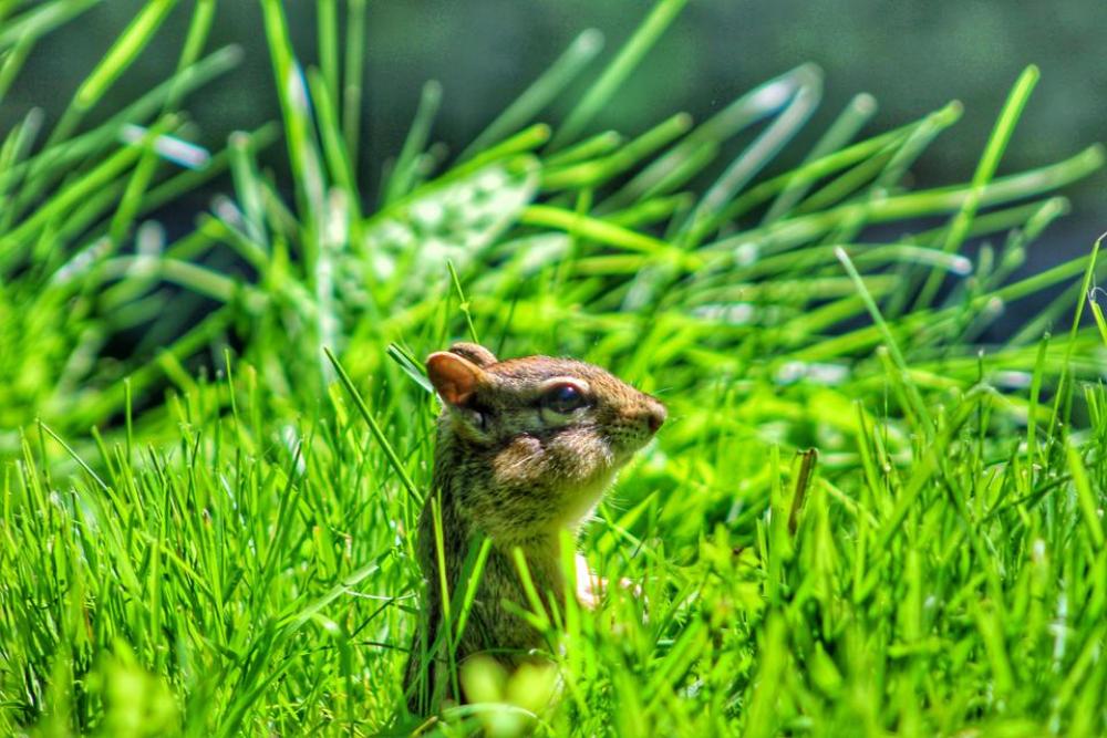 nature animal furry rodent chipmunk nature animal furry rodent chipmunk