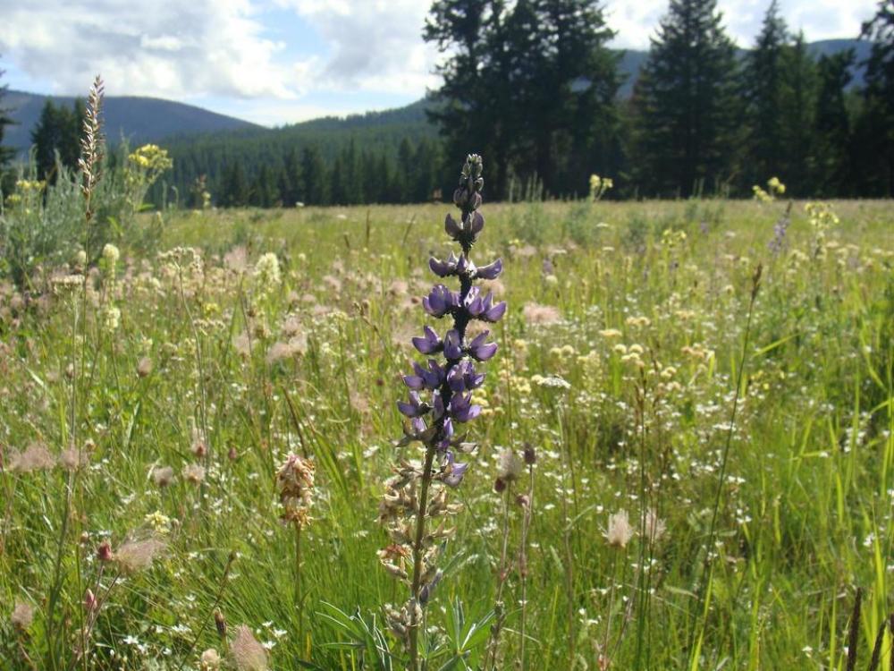 lupine lupines bluebonnet bluebonnets blue bonnet lupine lupines bluebonnet bluebonnets blue bonnet