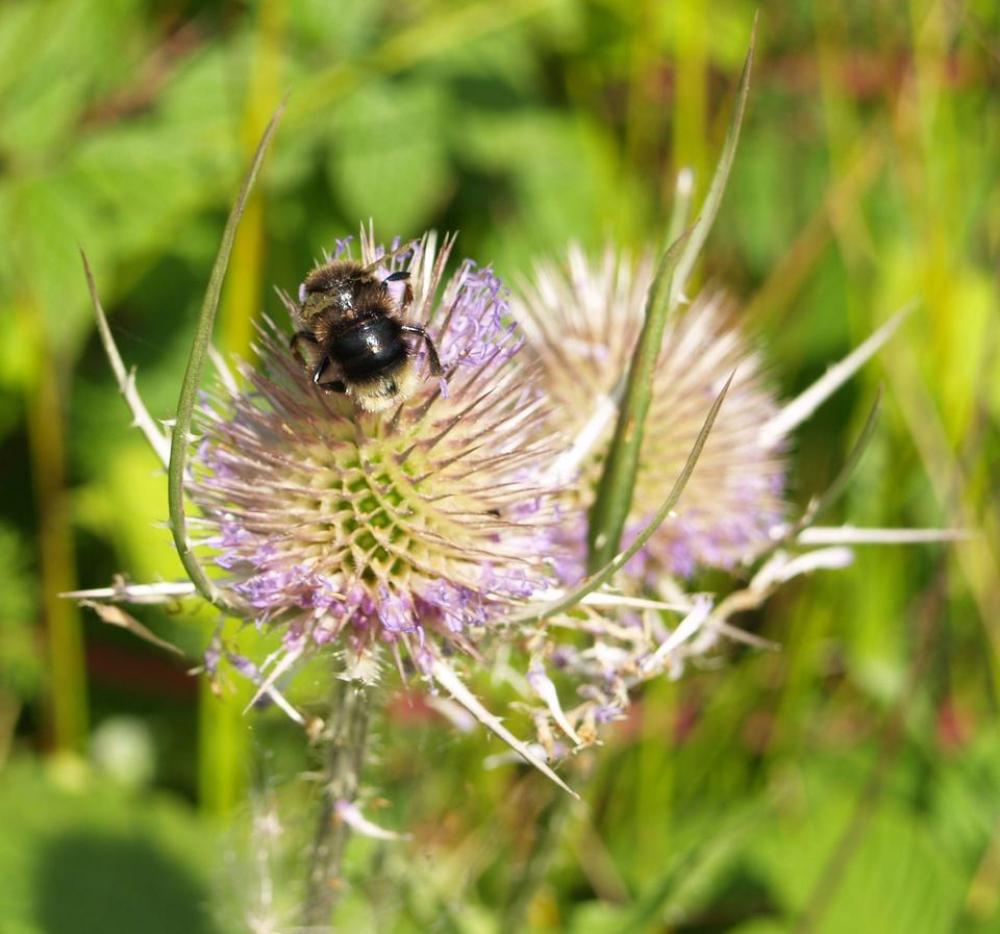 Bumblebee bee nature Bumblebee bee nature