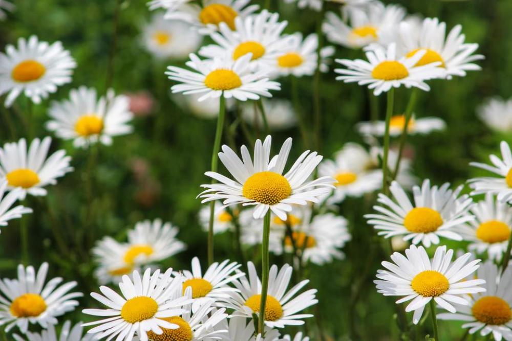 nature outdoors flowers wildflowers daisy nature outdoors flowers wildflowers daisy