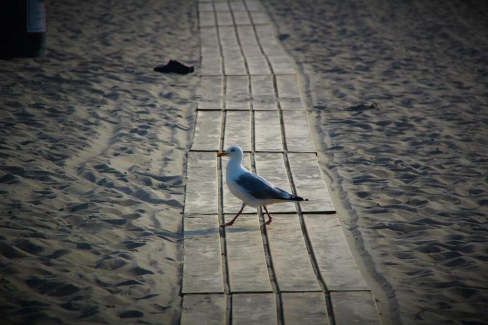 beach seagull gull path wood beach seagull gull path wood