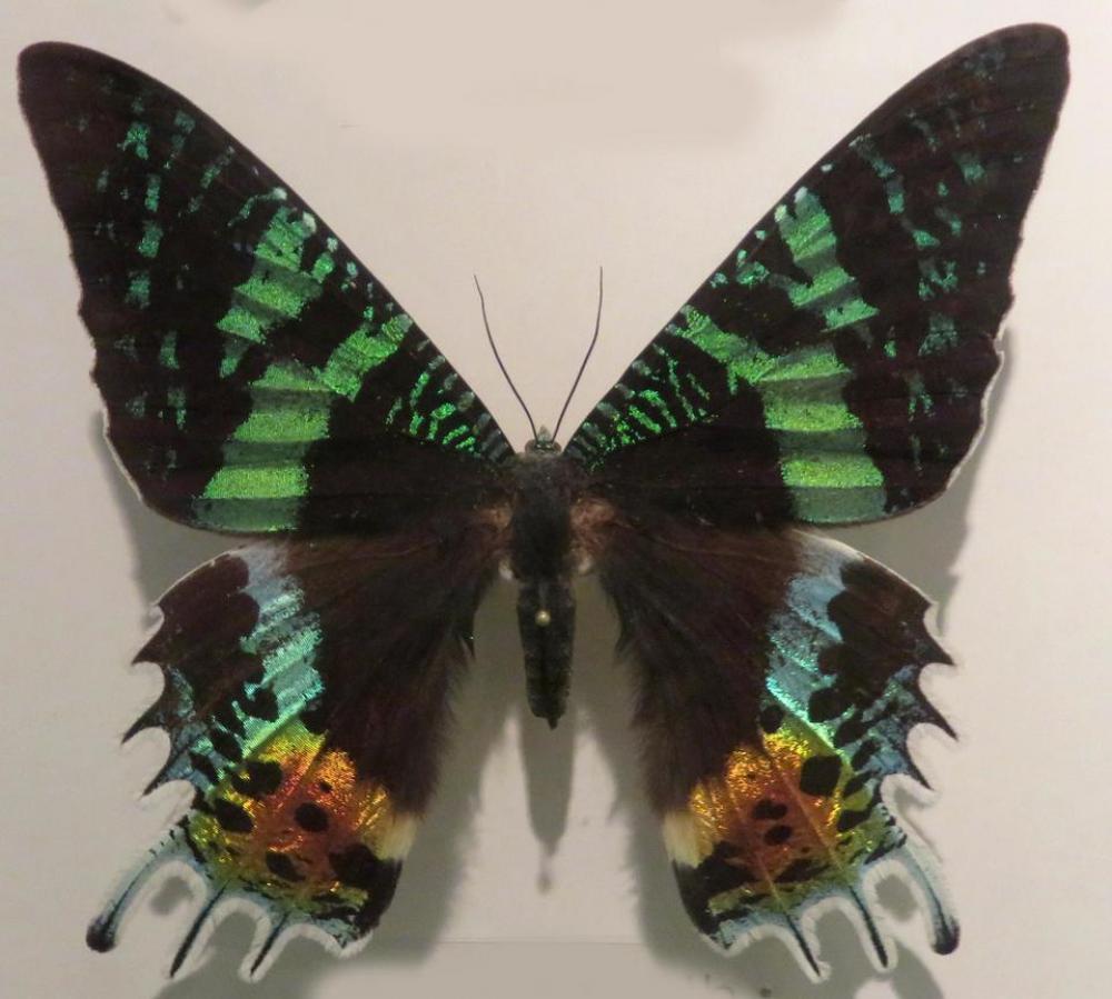 butterfly green black multicolor insect butterfly green black multicolor insect