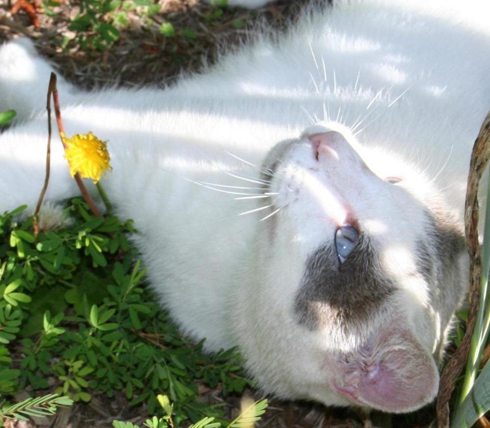 white cat with blue eyes pretty cat blue eyed cat cat white cat with blue eyes pretty cat blue eyed cat cat