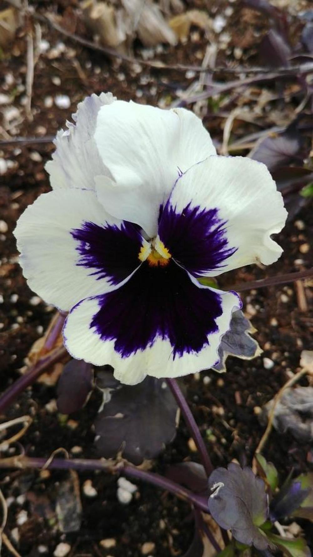 flower plant nature pansies pansy flower plant nature pansies pansy