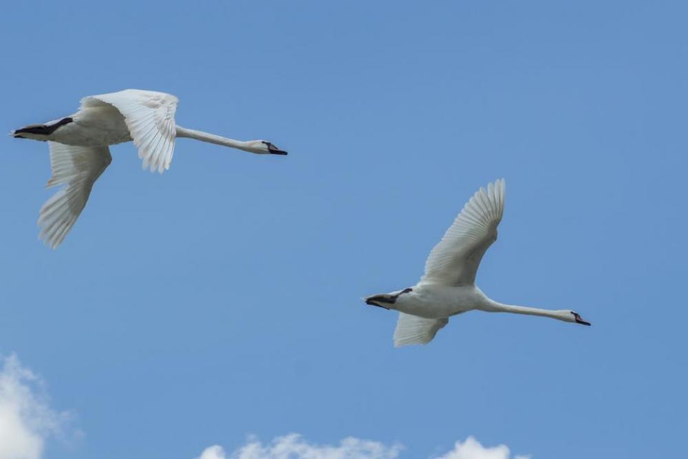 wing swan bird white beautiful wing swan bird white beautiful
