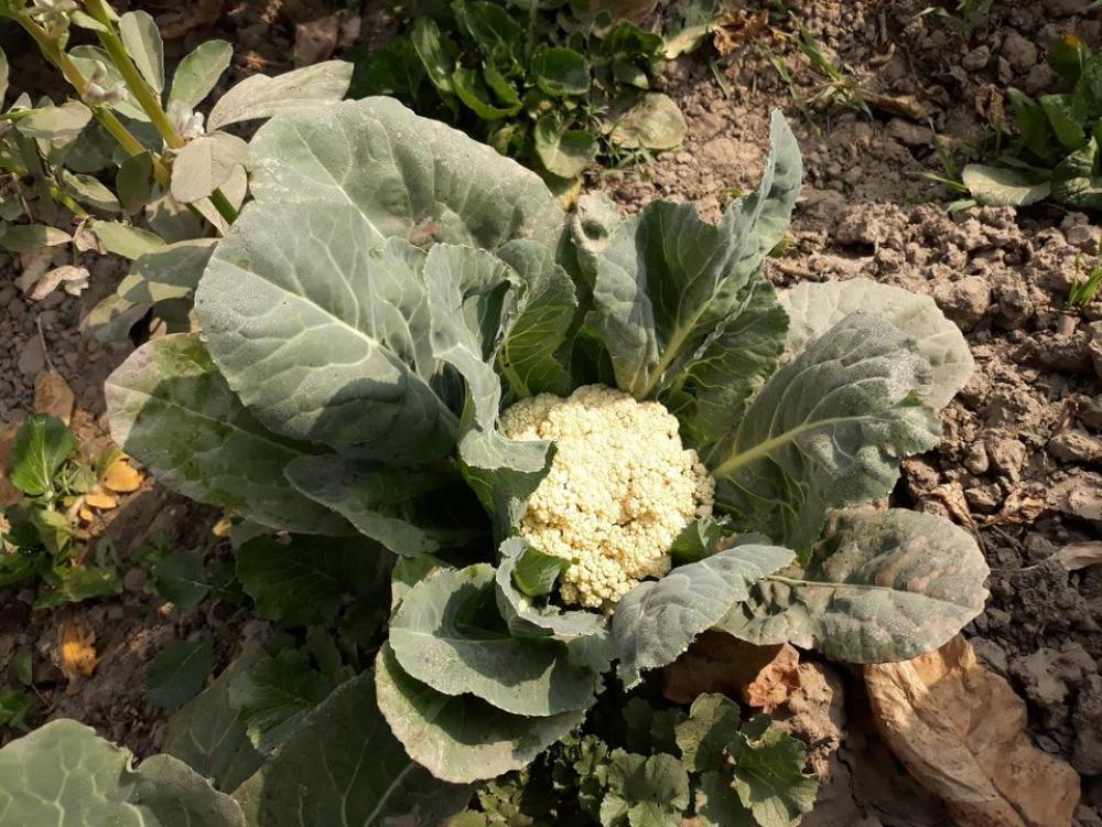 Cauliflower vegetable garden vegetables Cauliflower vegetable garden vegetables