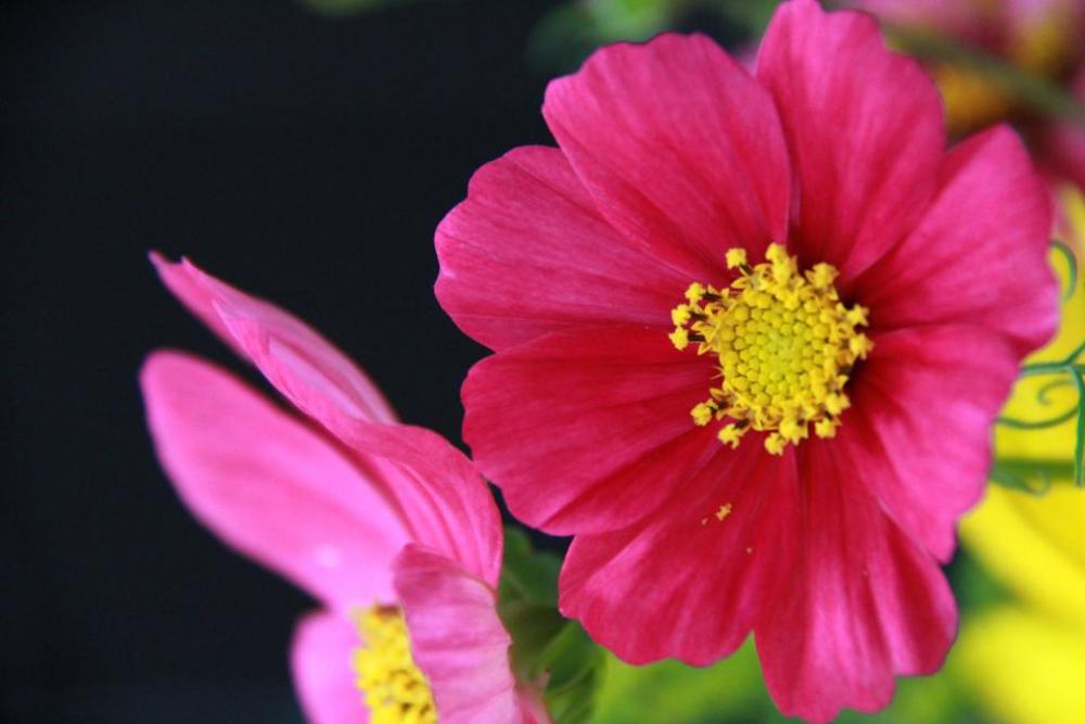 flower flowers purple yellow #purple flower flowers purple yellow #purple