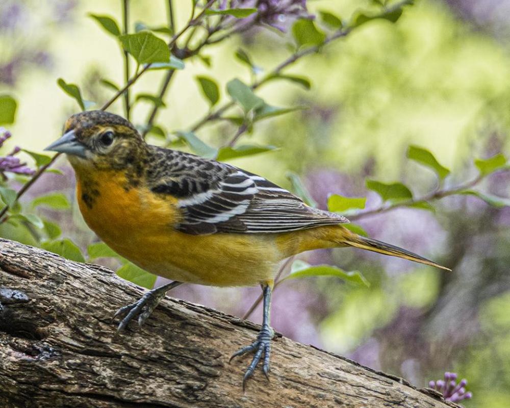 Baltimore Oriole yellow bird wild young Baltimore Oriole yellow bird wild young