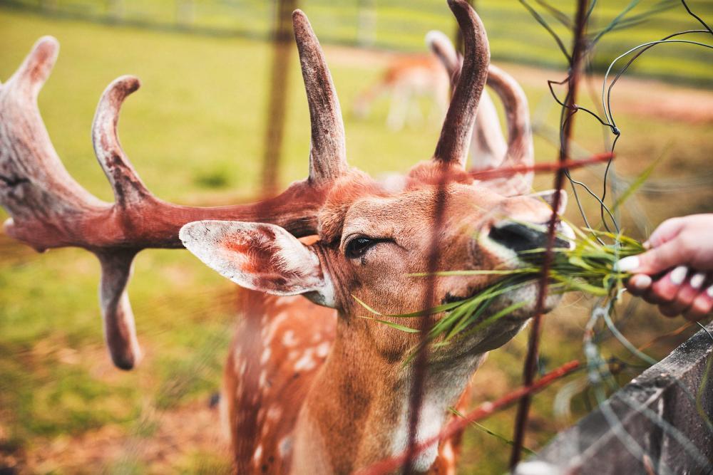 Feeding a Deer by Hand Free Photo Feeding a Deer by Hand Free Photo