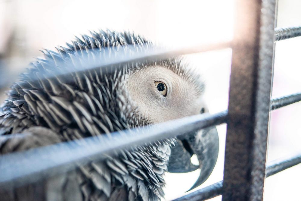 Parrot Free Photo Parrot Free Photo