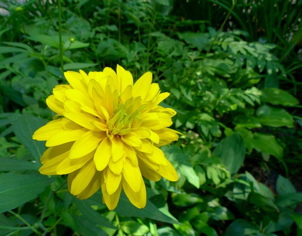 A Yellow Flower Flower Yellow Plant Summer Flora A Yellow Flower Flower Yellow Plant Summer Flora