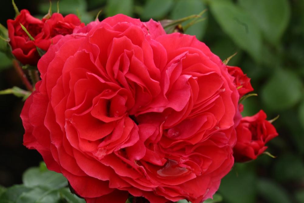 Acen Castle Holland Rose Day Rose Red Acen Castle Holland Rose Day Rose Red