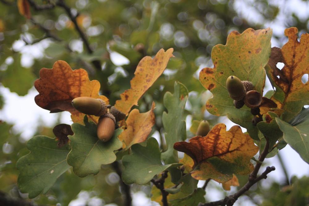 Acorn Leaves Fall Acorn Leaves Fall