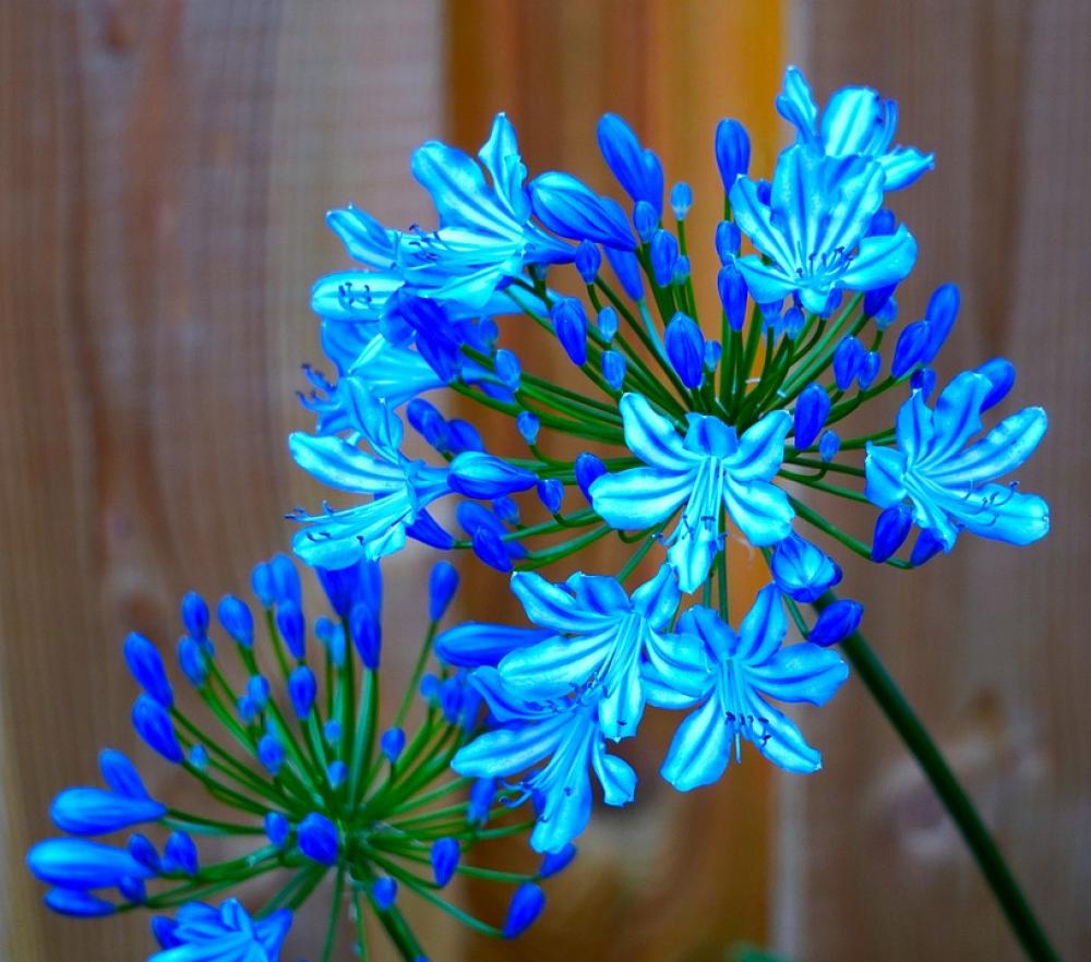 Agapanthus Blossom Bloom Blue Flower Nature Flora Agapanthus Blossom Bloom Blue Flower Nature Flora