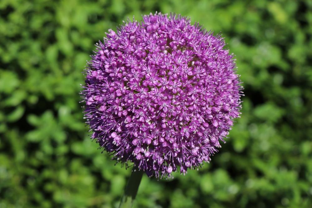 Allium Flower Garden Jewelry Lady Nature Allium Flower Garden Jewelry Lady Nature